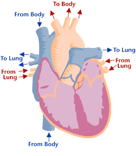 Animation Of The Heart