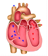 Can You Identify The Four Heart Valves in the Heart?