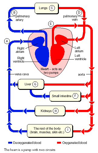 How The Heart Pumps Blood Through The Body - Organs, Etc. How The Heart Pumps Blood Through The Body - Organs, Etc.