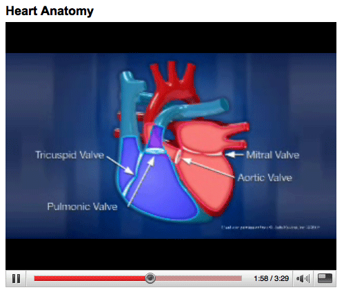 Video - Heart Anatomy and Heart Valve Video Video - Heart Anatomy and Heart Valve Video