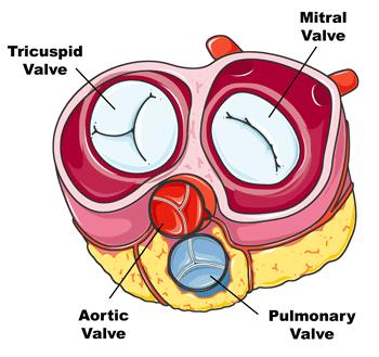  Heart Valve