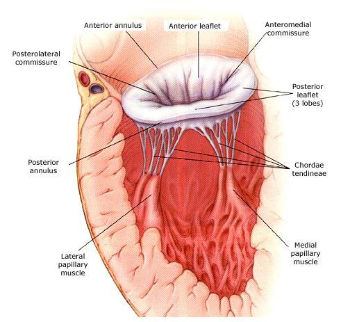 heart diagram labeled. Mitral Valve Annulus Diagram,