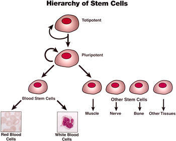 Stem Cell Hierarchy / Growth Of Heart Valve