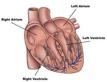 Side Diagram Of The Human Heart