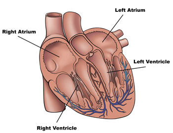 Human Heart