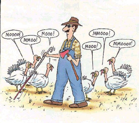 Happy Thanksgiving and Fun Turkey Cartoons