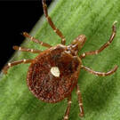 Alpha Gal Syndrome Tick