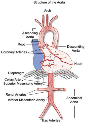 Aorta And Aortic Valve