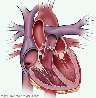 Interactive Heart Anatomy Tool At www.MyHeartValve Choice.com