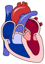 Blood Moving Through Heart Animation