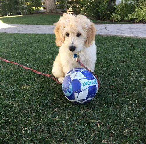 Bodie playing soccer