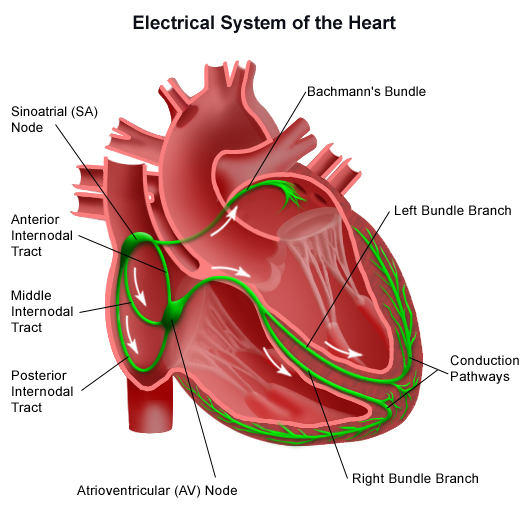 Diagram Of Cardiac Conduction System