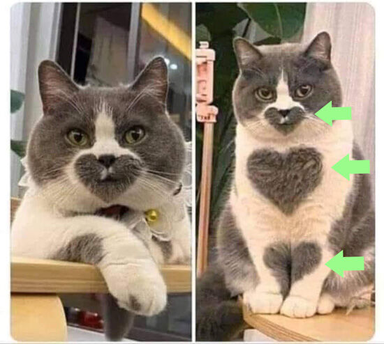 Cat with Three Hearts In Fur