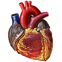 Animation Of Pumping & Contracting Heart 