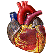 Animation Of Pumping & Contracting Heart