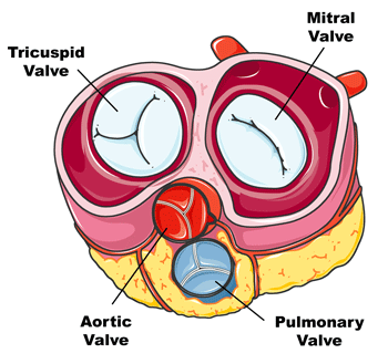 Human Heart Showing 4 Heart Valves