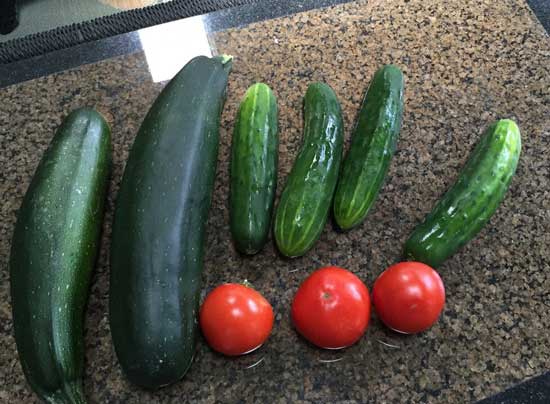 Vegetables from Linda's garden