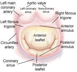 Mitral valve annulus diagram