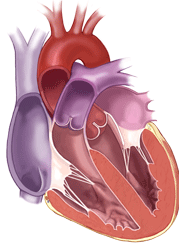 What Does A Normal Heart Valve Look Like In The Heart