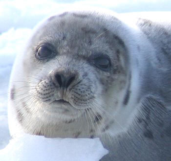 Seal on ice