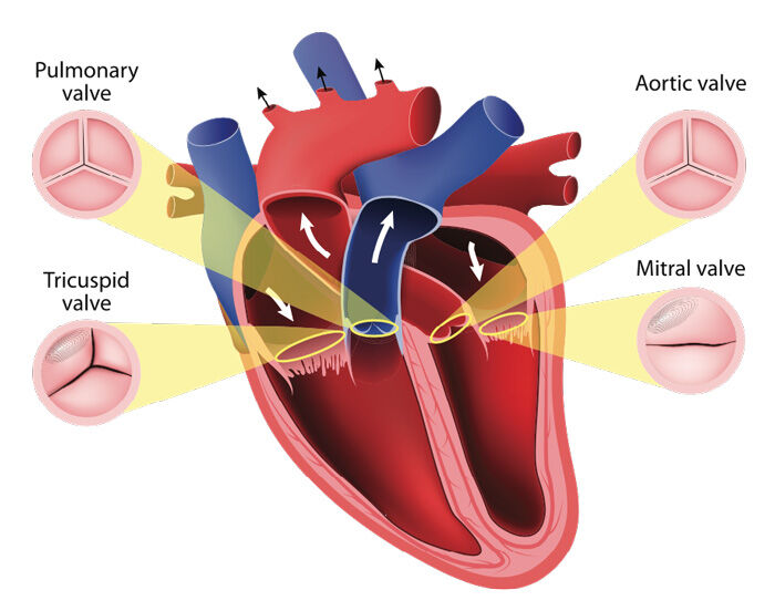 Four (4) Heart Valves