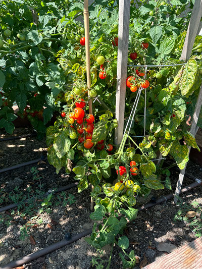 Husky Cherry Tomatoes on Vine