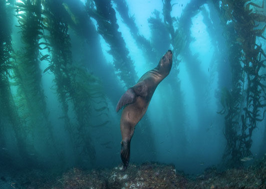 Catalina Kelp Forest with Sea Lion