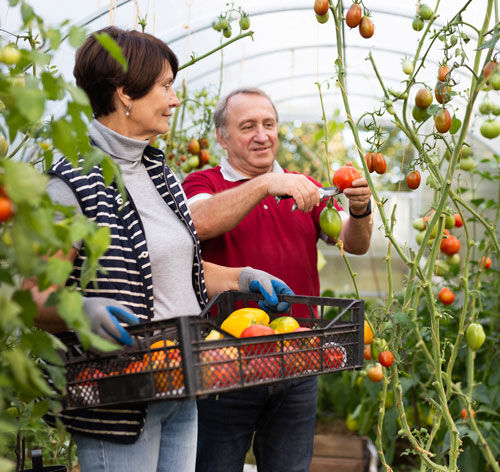 Patient Gardening After Heart Surgery