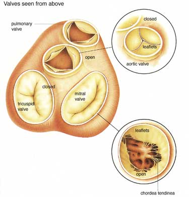 Mitral Valve Leaflets Anatomy