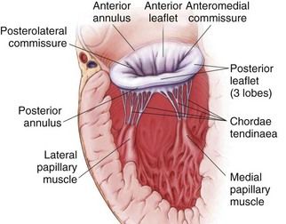 mitral-valve-anatomy