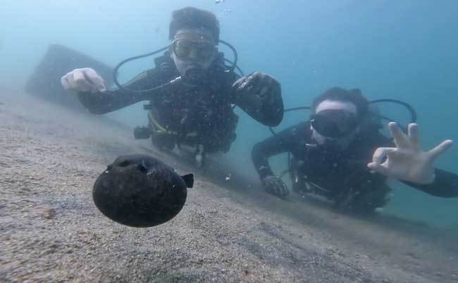 Scuba Dive Puffer Fish