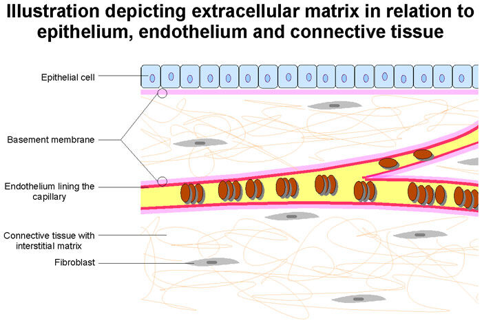 Extracellular Matrix Heart Valve Tissue Engineering
