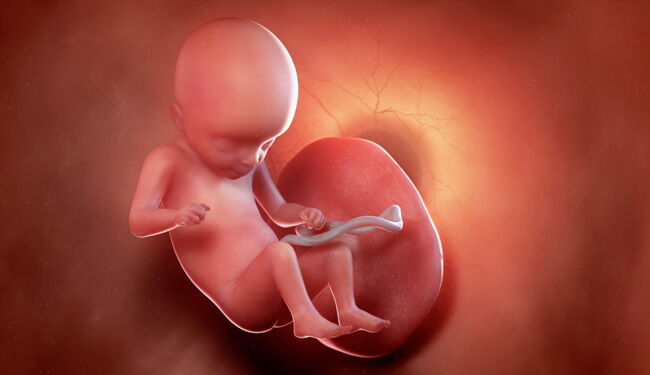 Fetus Congenital Heart Disease