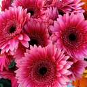 Judy S - Heart Valve Patient