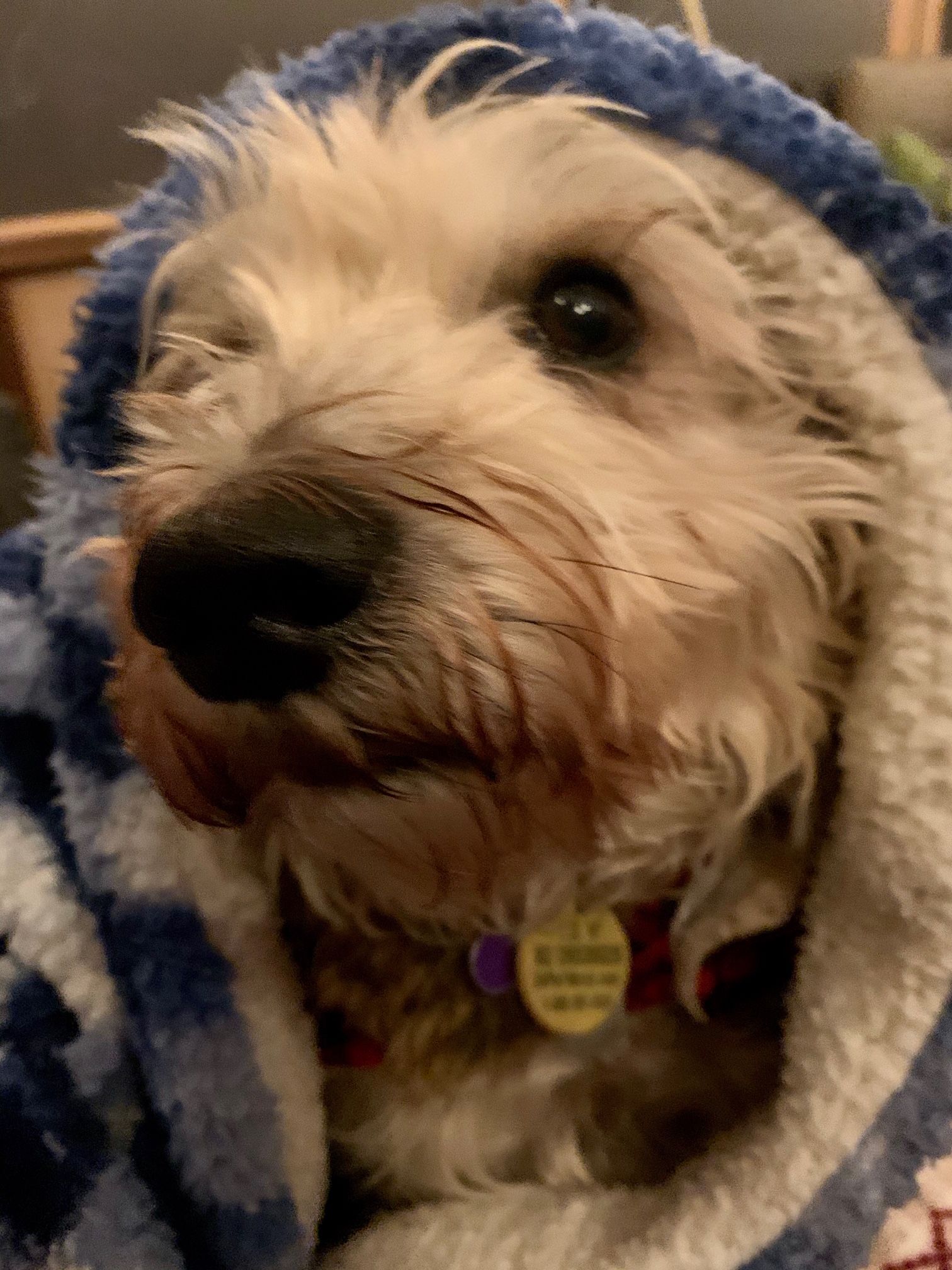 This is Beau Jacques. He runs the house.