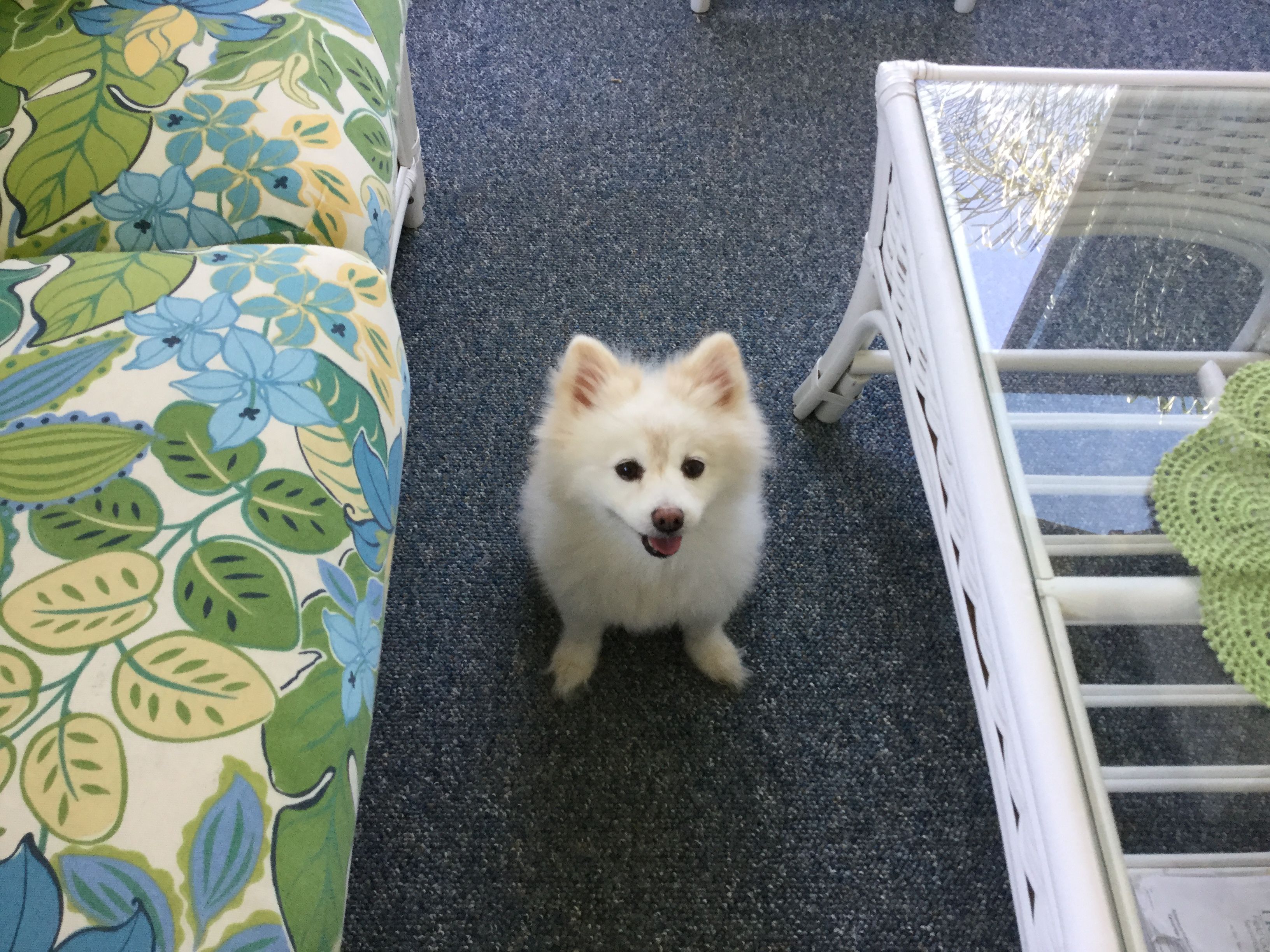 This is Cyrus. A real barker, but very friendly. He and Cyrus are siblings. He was the runt.