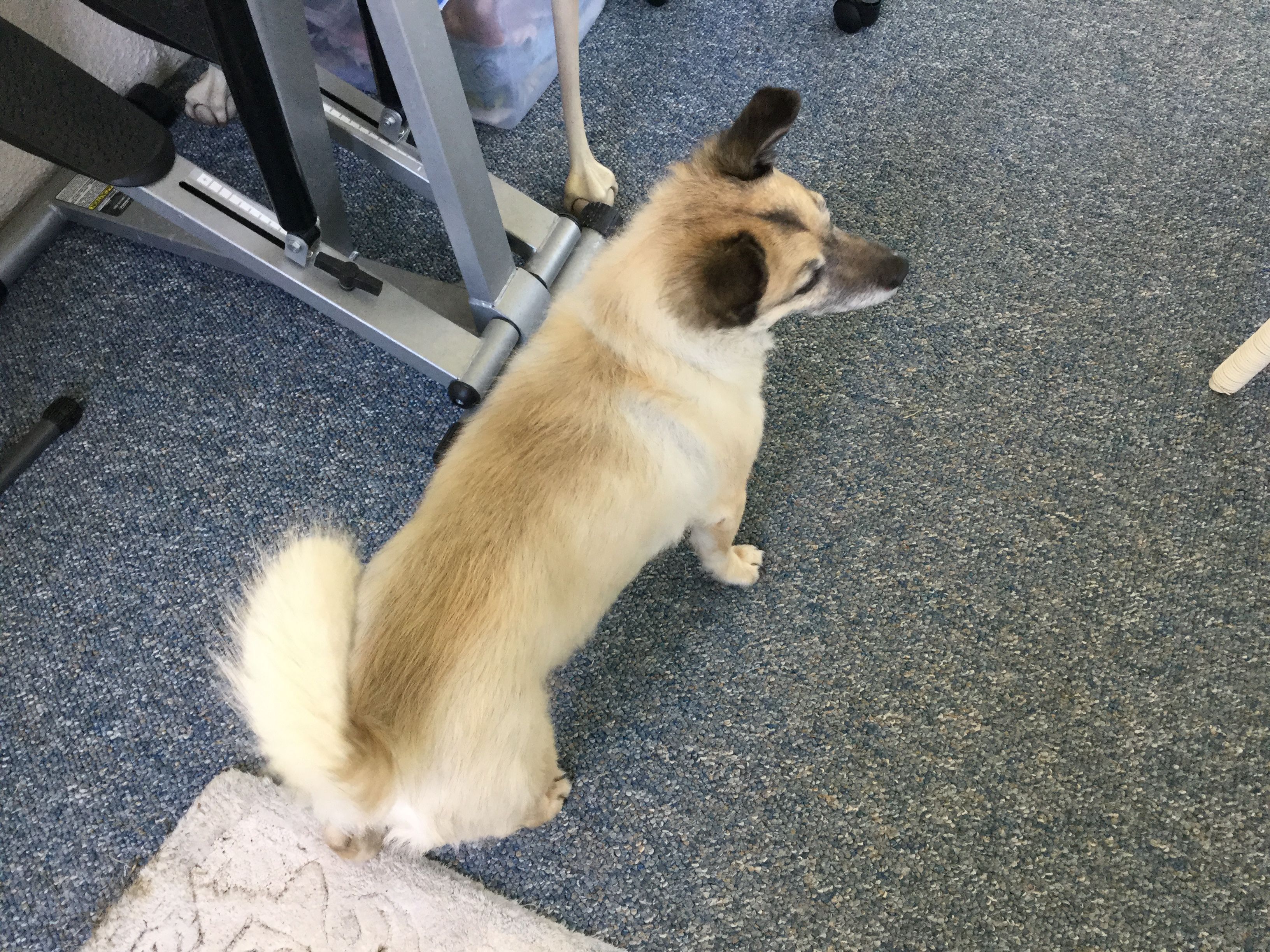 This is Joshua. A corgi mix. He is getting old, 12 this July. I love him. He is so gentle and quiet.